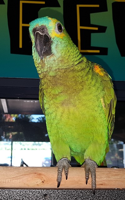 Echo the parrot
